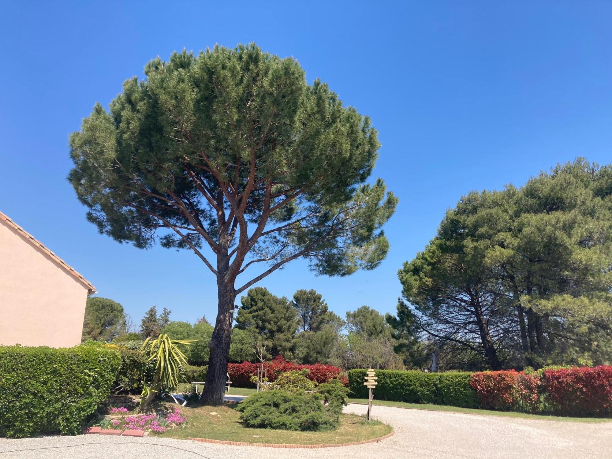 Les Bougainvillees De Camargue Villetelle Εξωτερικό φωτογραφία